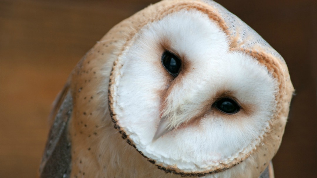 endangered-ontario-why-barn-owls-have-flown-the-coop-in-ontario-tvo